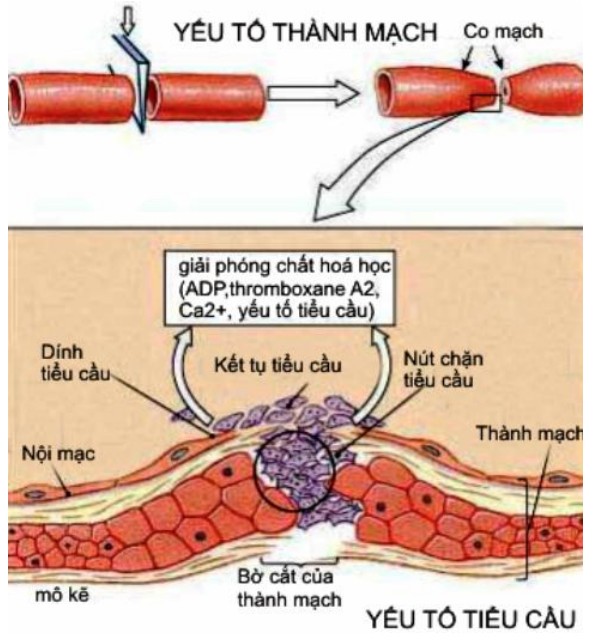 2. Các Yếu Tố Đông Máu Chính